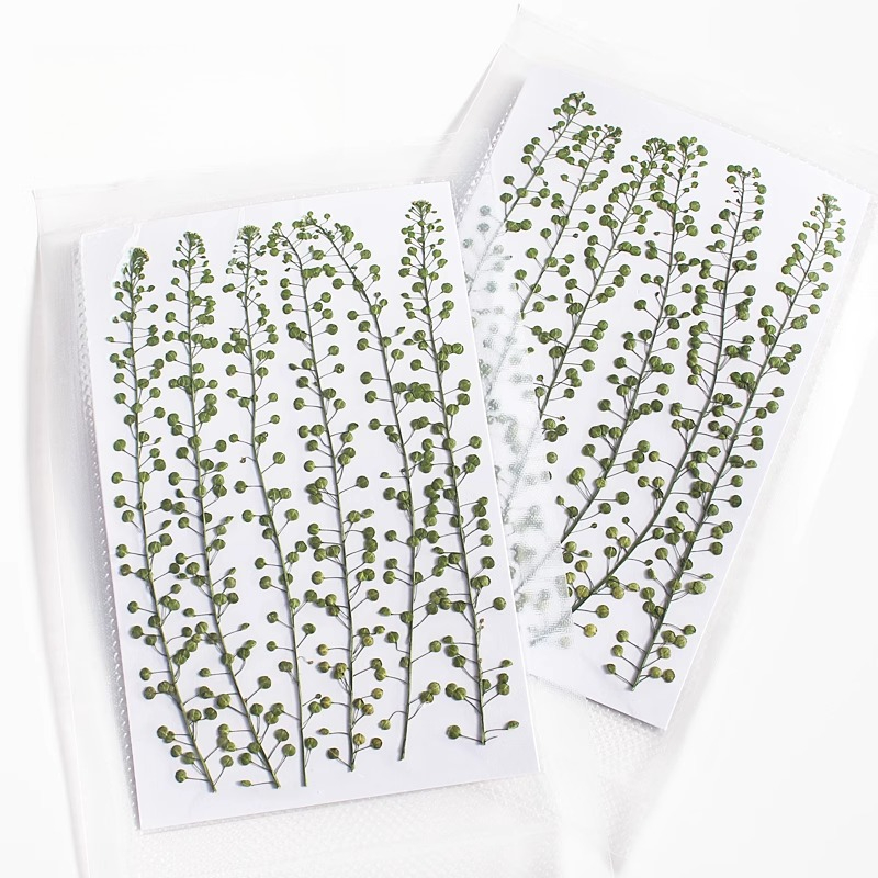 Natural Color Green Bell Grass - Photography Exhibition ulasan dan harga