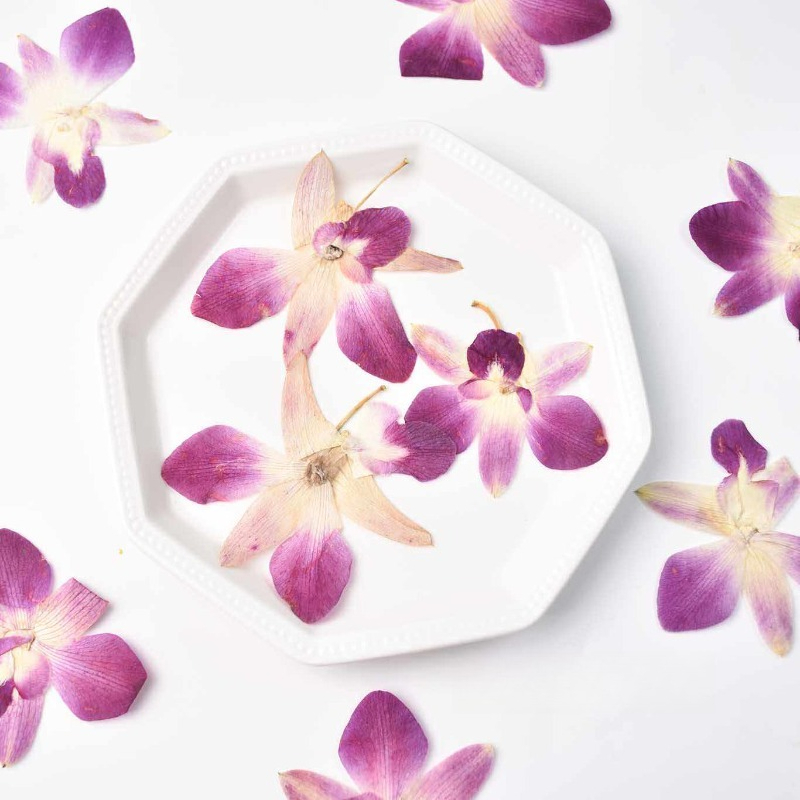 4pcs,Real Pressed Butterfly Or - Photography Exhibition ulasan dan harga
