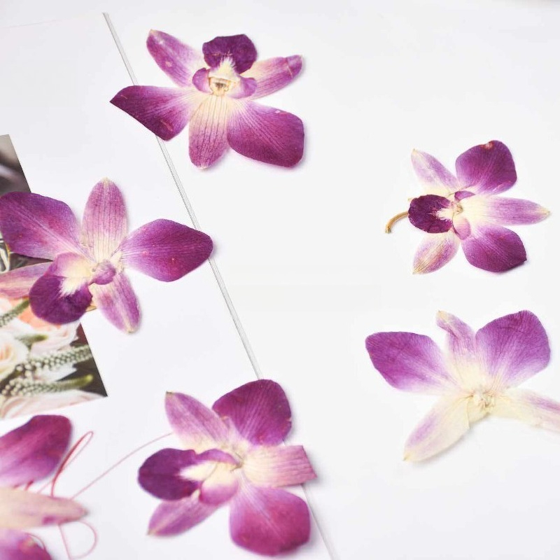 4pcs,Real Pressed Butterfly Or - Photography Exhibition ulasan dan harga