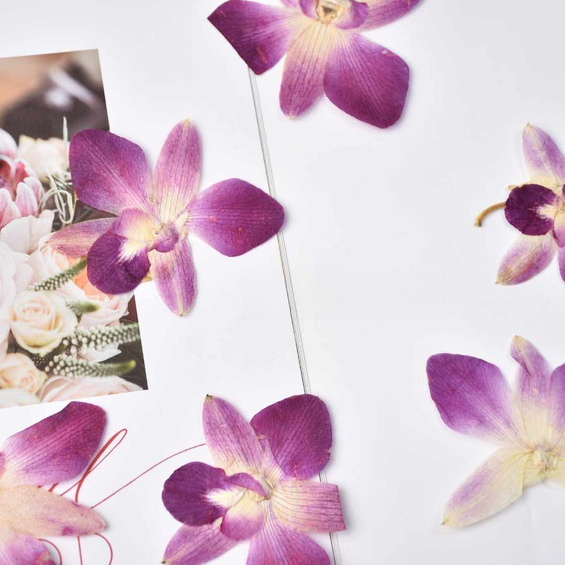 4pcs,Real Pressed Butterfly Or - Photography Exhibition ulasan dan harga